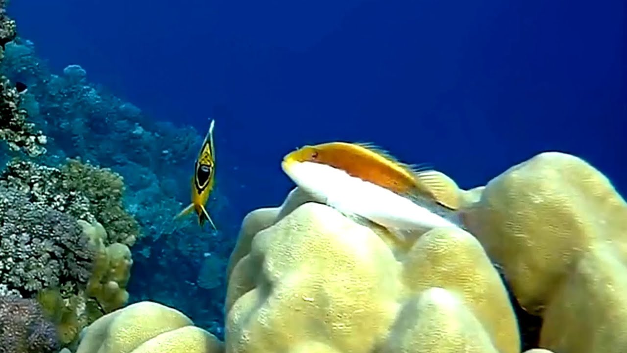 Blackside hawkfish (Paracirrhites forsteri) white bottom, Кудрепер Форстера белый низ