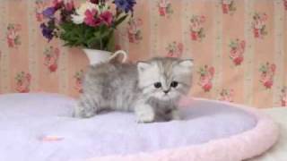Cute Persian Kitten Talks screenshot 2