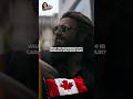Dhurandhar Changed The History Of Canada Theatres #dhurandhartherevenge #dhurandhar  #Canada