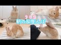 うさぎの朝の部屋んぽ！飼い主から離れない人懐っこいうさぎ