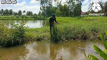 Câu cá lóc bằng Vịt siêu khủng | snakehead fishing with duck