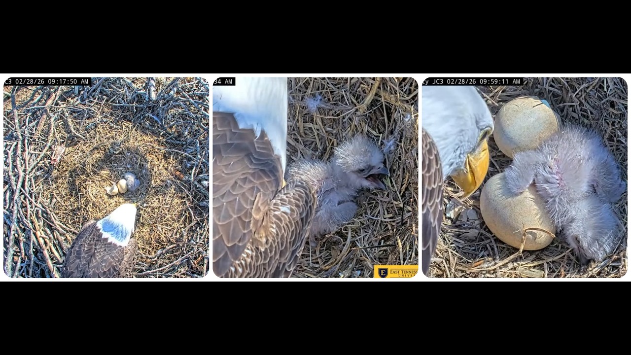 Boone sees JC26 for the first time ETSU Eagle Cameras Johnson City Cam 1 / Cam 3