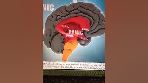 هبه جمال حريري : ماذا يحدث للطفل حين يتعرض للتحرش أو الاعتداء الجنسي؟!