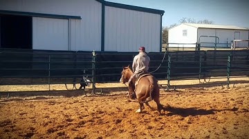 Hottish Hattie - Arena Riding & Mechanical Cow Work