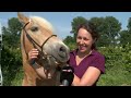 Wie sehr vertraut Dir Dein Pferd? - Harmonisches Reiten auf der EQUITANA 2012