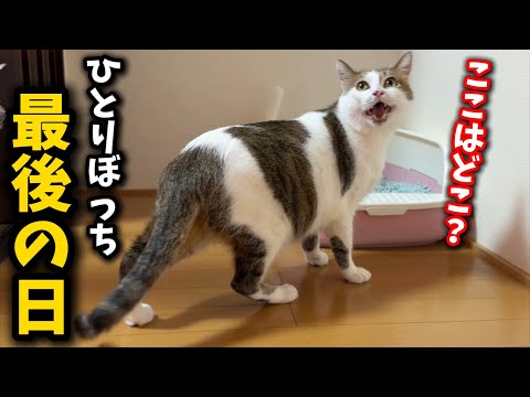 A cat who struggled to survive in the outside world found