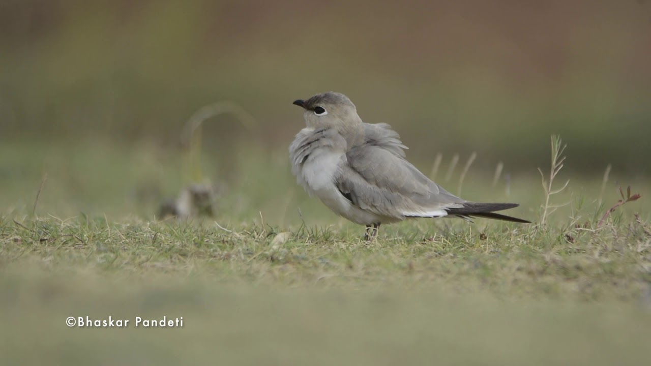 Small Pratincole