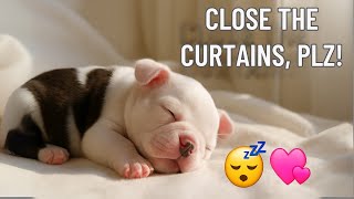 Tiny puppy asked his mother to close the curtains so he could sleep a little longer