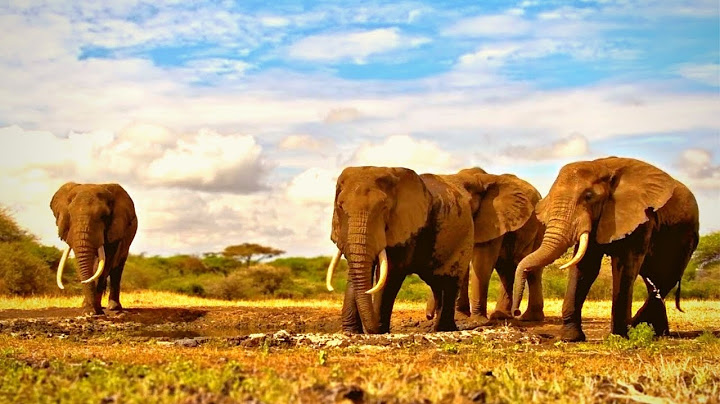 The Big Tusker Elephants Of Ol Donyo