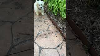 I Won’t Back Down Baby Murphy the Maltipoo #dog #maltipoo #shortsfeed #puppy #shorts #tompetty #cute