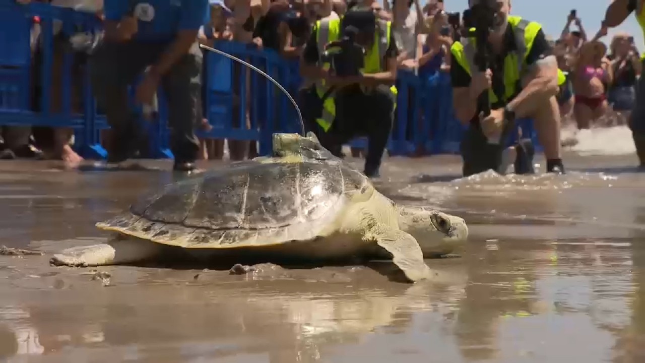 Sea turtle Pancake returns to ocean after recovering from hypothermia
