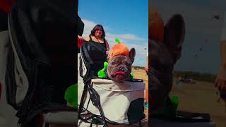 2024 Woof & Whiskers Pet Toys Recap 🎾 #woofandwhiskers #heb