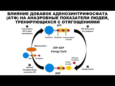 ВЛИЯНИЕ ДОБАВОК АДЕНОЗИНТРИФОСФАТА НА АНАЭРОБНЫЕ ПОКАЗАТЕЛИ ЛЮДЕЙ, ТРЕНИРУЮЩИХСЯ С ОТЯГОЩЕНИЯМИ