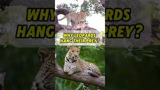 Why Leopards Carry Their Prey Up Trees