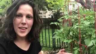 Minute2Mentor - Hannah - Tomatoes