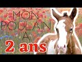 Volution de mon cheval de sa naissance jusqu ses deux ans i