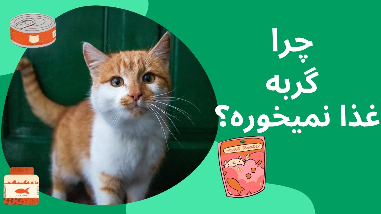 چرا گربه غذا نمی خوره؟ گربه بد غذا - cat food