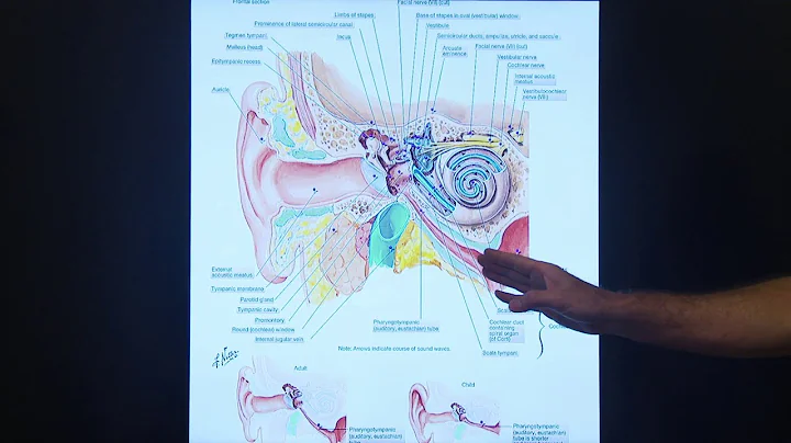 Eustachian Tube Dysfunction