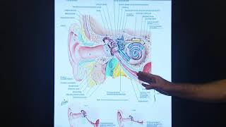 Eustachian Tube Dysfunction