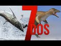 Birds Tried To Fly Earlier & A Shark Does Something - 7 Days of Shark Science