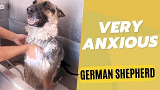 BATHING A GERMAN SHEPHERD | RURAL DOG GROOMING by Rural Dog Grooming 307 views 1 year ago 18 minutes