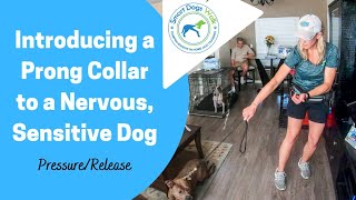 How To Introduce A Prong Collar To Nervous Dog
