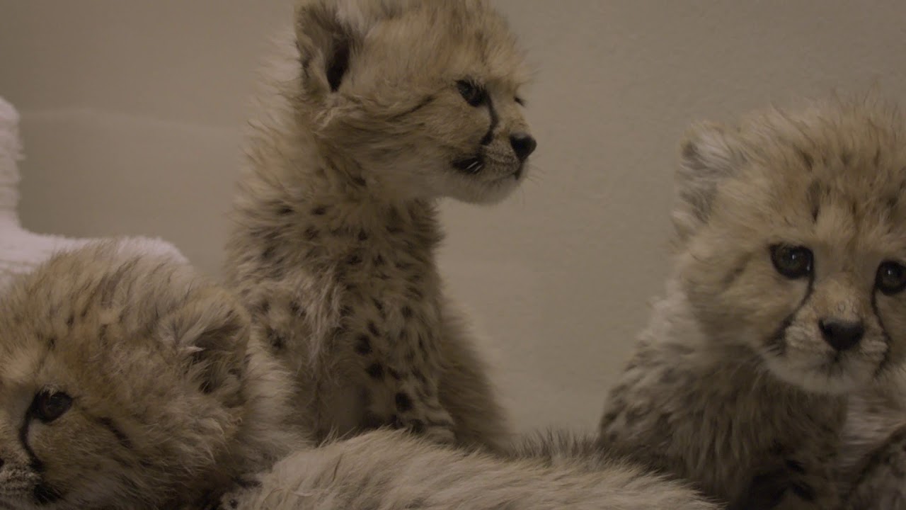 cheetah cubs at san diego zoo safari park youtube