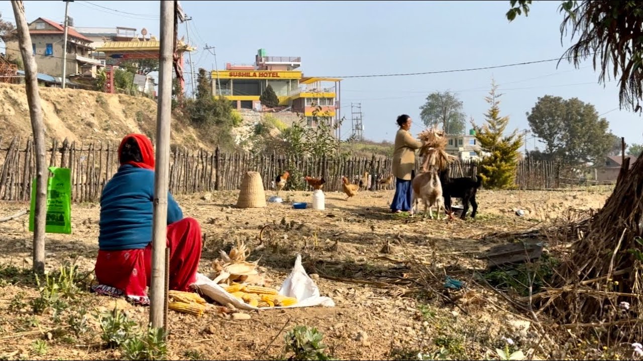 Kukhuri ka - Our Farm Animals | Meena Maya