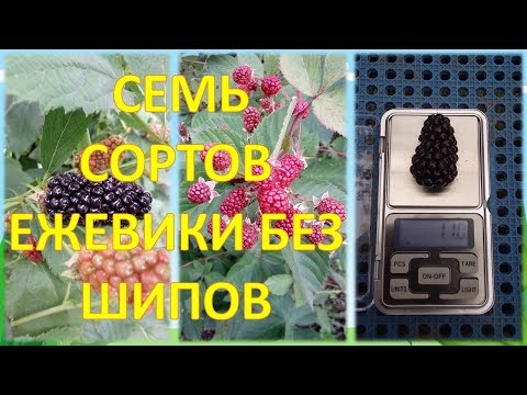 Video: Ta slastna jagoda: sorte za Sibirijo