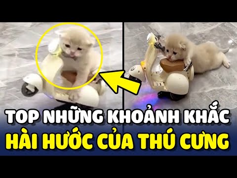 Video: Thú cưng?