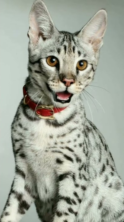 asal usul kucing savannah#shorts