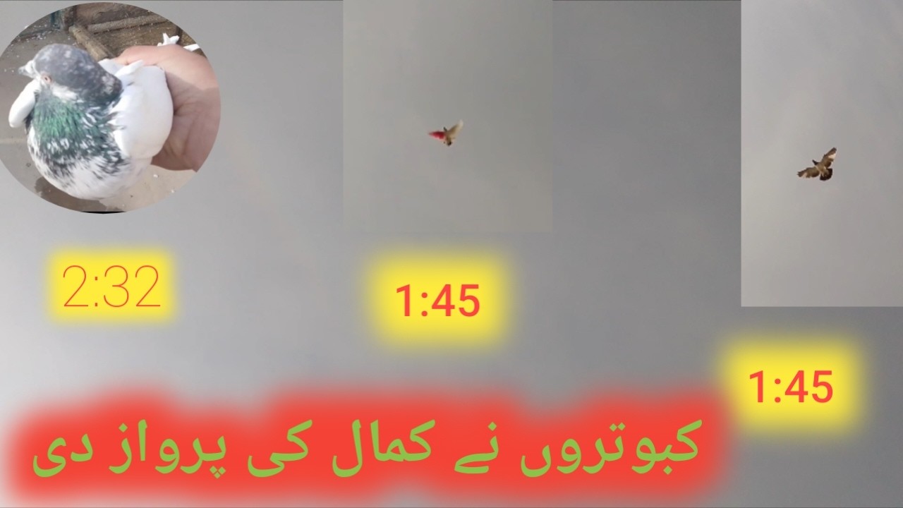 AJ KABOOTARON NAY KAMAL KAR DIYA//BOHT ACHAI PARWAZ DI KABOOTARON NAY 