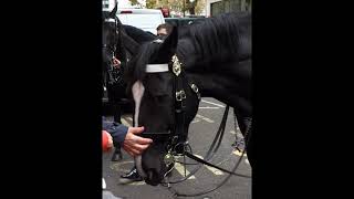 Horses of Queen's Guards Meeting Fans after Lord Mayor's Show London E