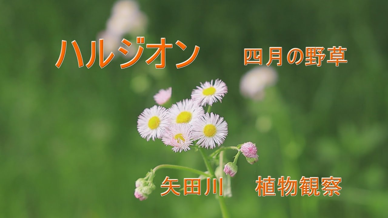 ハルジオン 四月の野草 矢田川 植物観察 Youtube