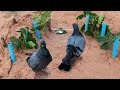 Awesome Creative Bird Trap Using PVC - How To Make Bird Perch Snare Traps With PCV Works 100%