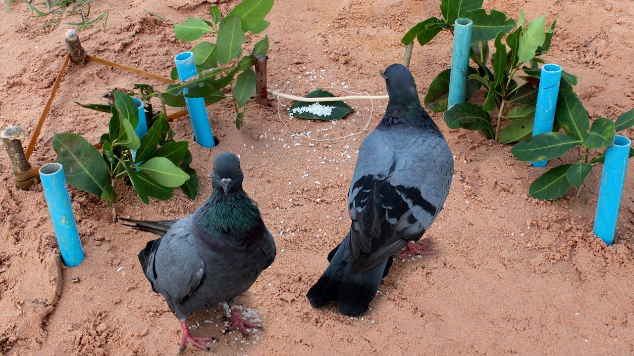 Awesome Creative Bird Trap Using PVC How To Make Bird Perch Snare Traps With PCV Works 100