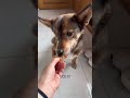 Having the joy of a furry friend at home who knows what breed of furry friend it is#Th