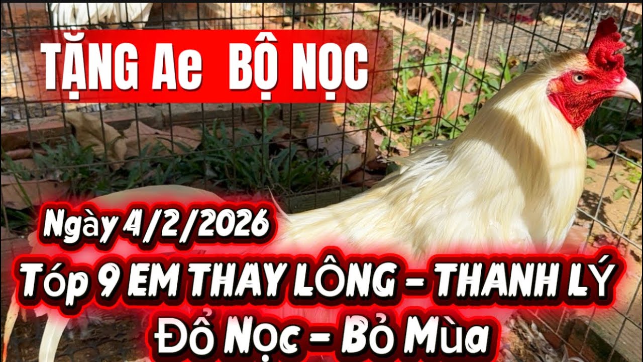 TẠNG AE BỘ NỌC và TOP 9 EM THAY LÔNG - ĐỔ - Bỏ Mùa || Ngày 4/2/2026 - BẢO TỒN ĐỘNG VẬT 0788.799.444