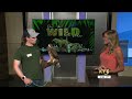 The Wild Side: Swainson’s Hawk