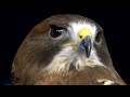 The Wild Side: Swainson’s Hawk