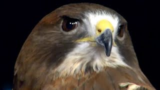 The Wild Side: Swainson’s Hawk