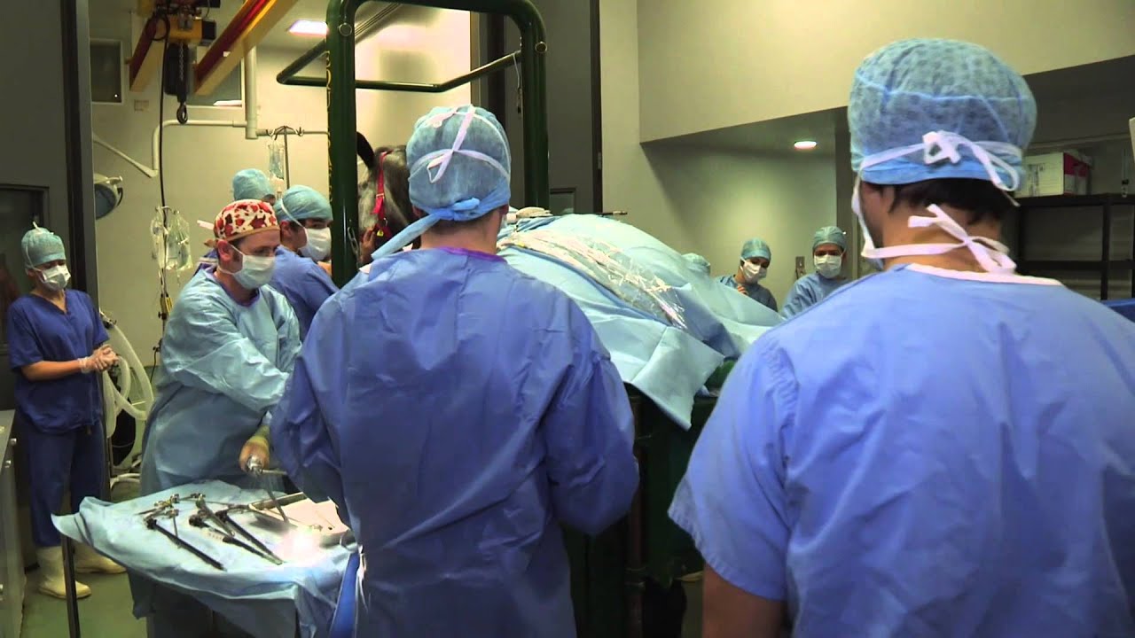 Small Animal Hospital Clip