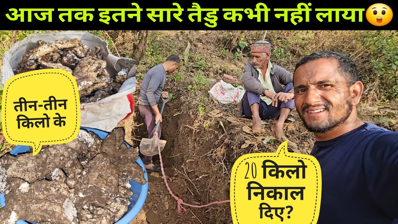 जिंदगी में इतना तैडू कभी नहीं लाए || एक बेल से 20 किलो😲निकालते निकालते रात हो गई @yashpahadiofficial