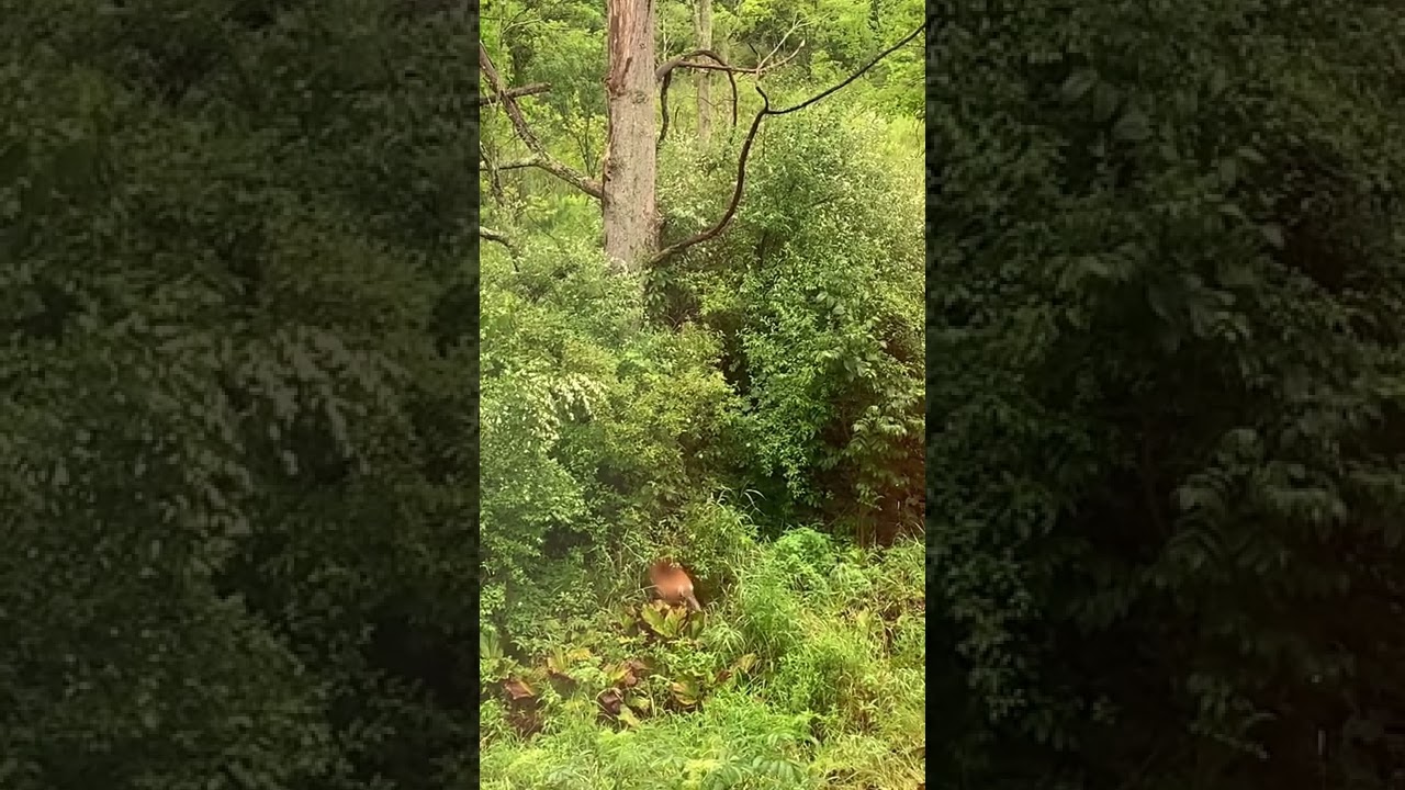 Morning visitor.  🍀🍀🍀🌈💫