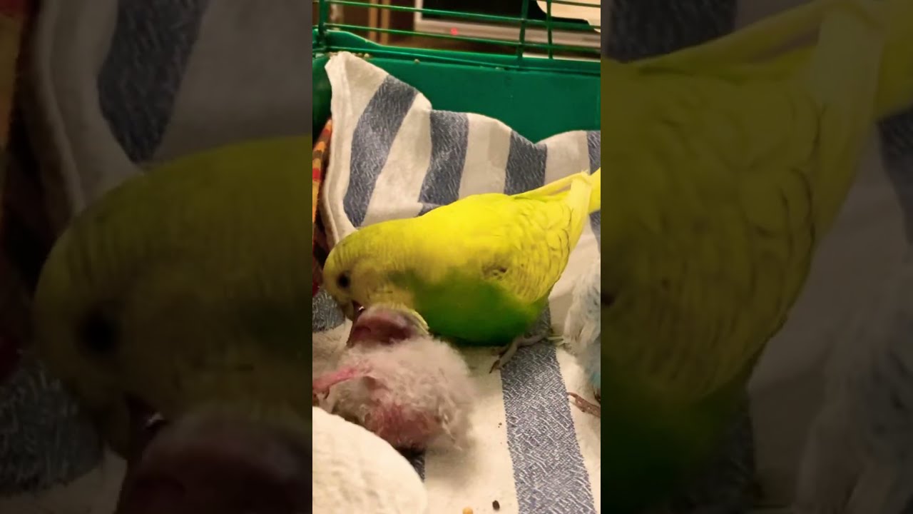 Easy Homemade Baby Budgie Food Recipes Easy Homemade Baby Budgie Food Recipes