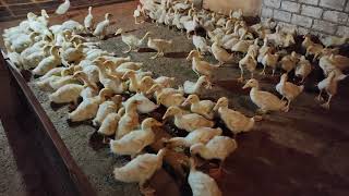 Bebek Hibrida PPG Umur 24 Hari - Periode Ke 3