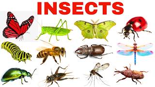 Insects for Kids | Insect Names and Facts for Children