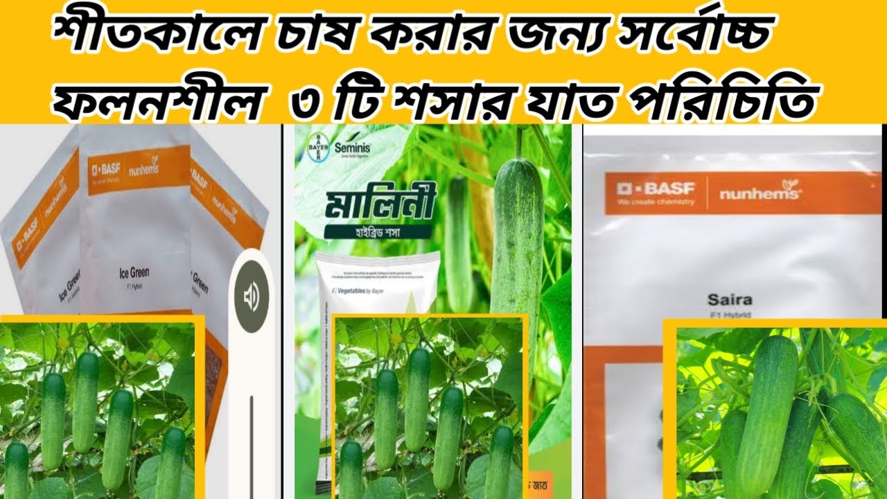 শীতকালীন শসার জাত পরিচিতি সর্বোচ্চ ফলনশীল ৩ জাত
