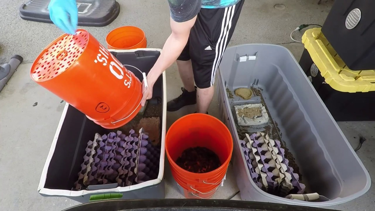 Sorting My Dubia roaches