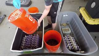 Sorting My Dubia roaches